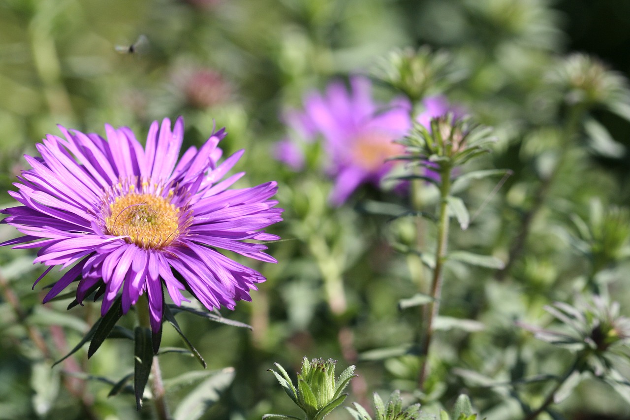 bee flower spring free photo