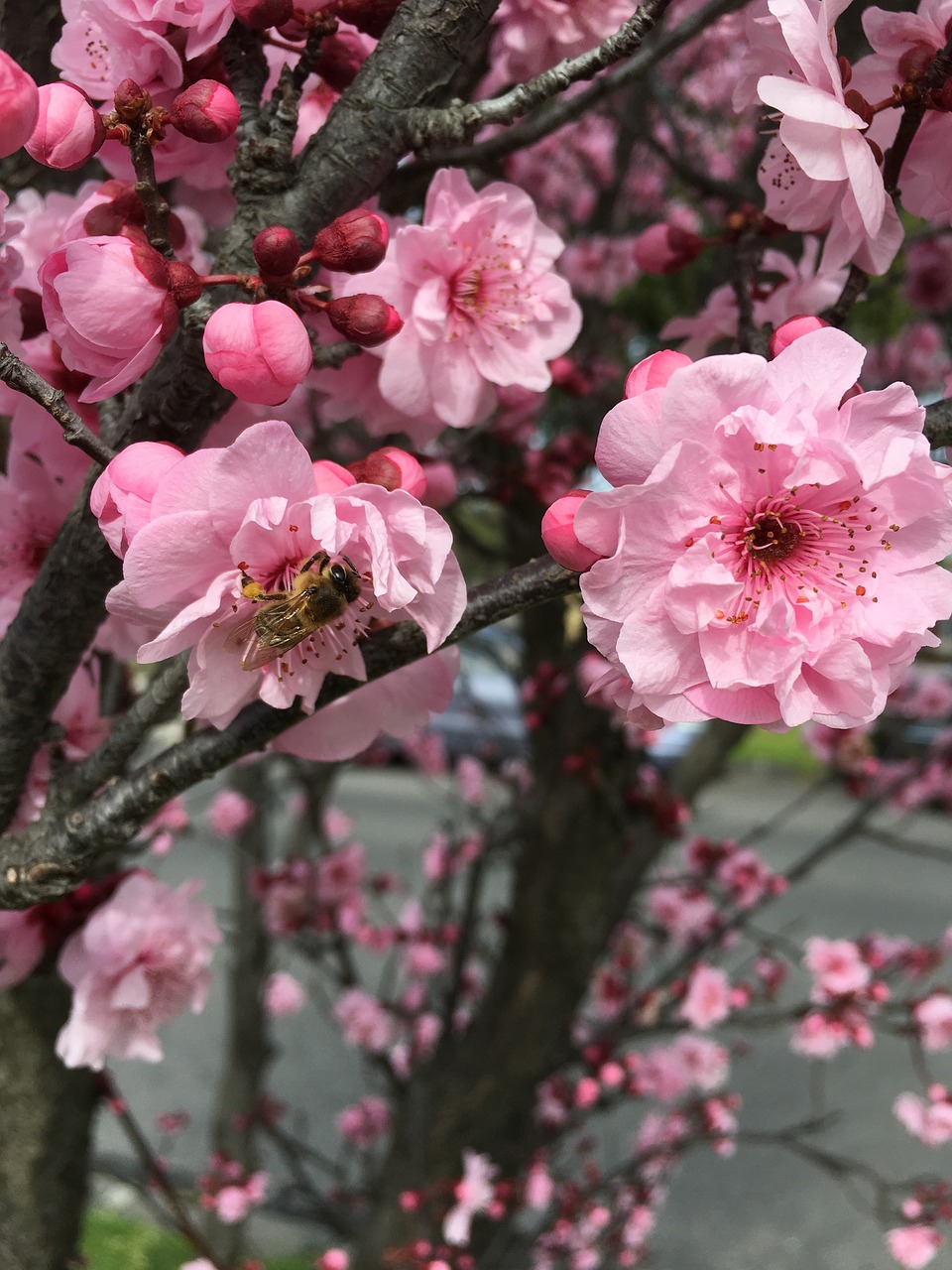 bee spring cherry free photo