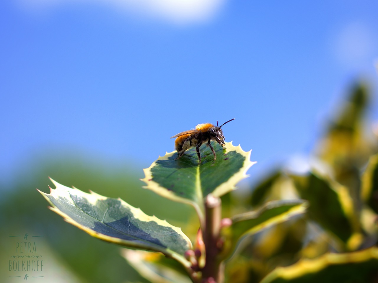 bee leaf nature free photo