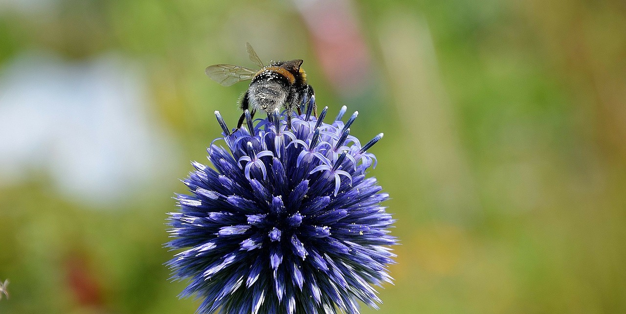 bee pollen nectar free photo