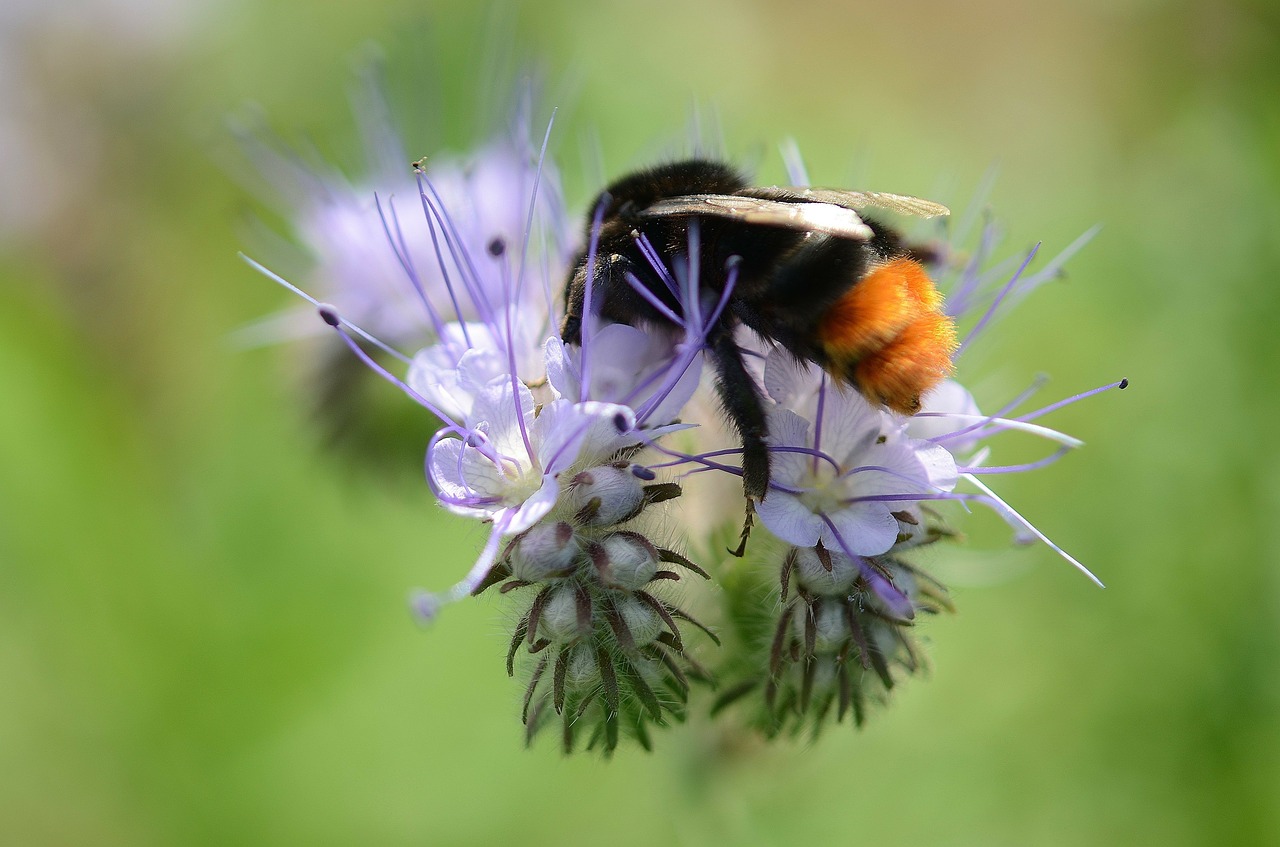 bee pollen nectar free photo