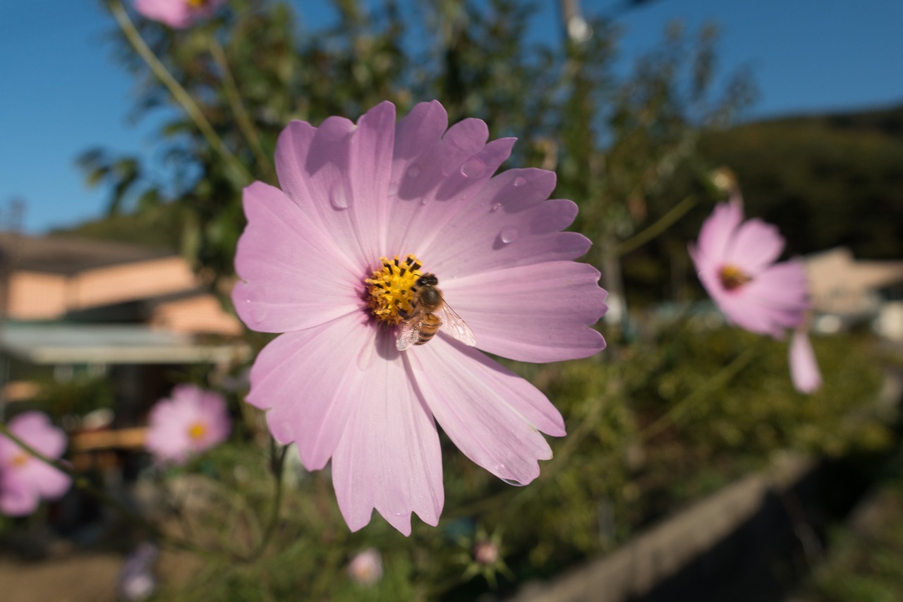 bee cosmos flora free photo