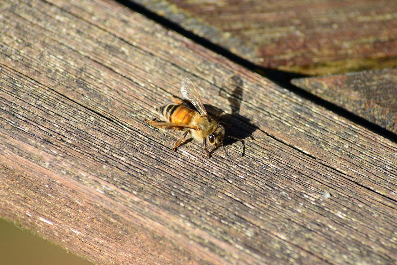 bee buckfast bee honey bee free photo