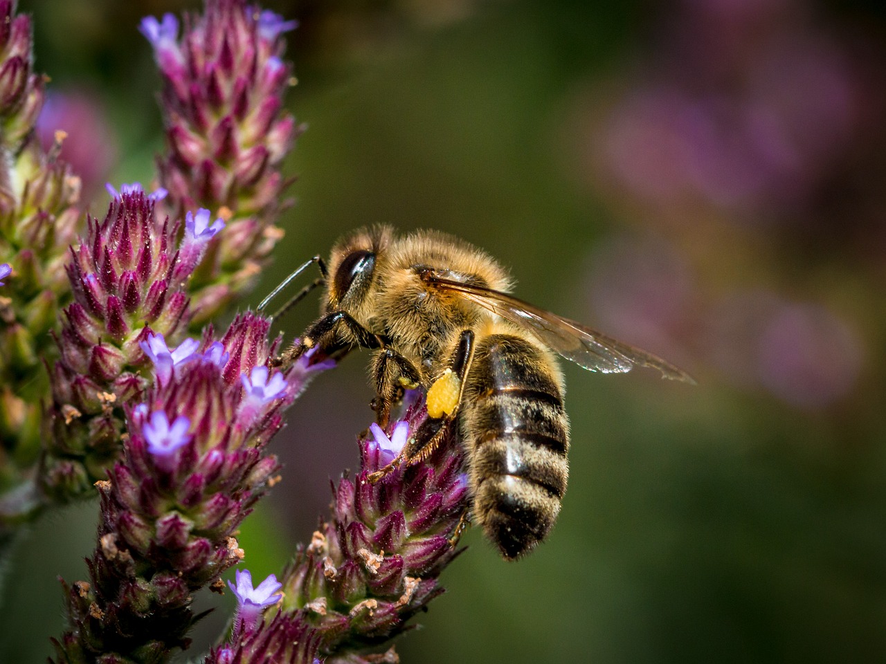 bee flower insect free photo