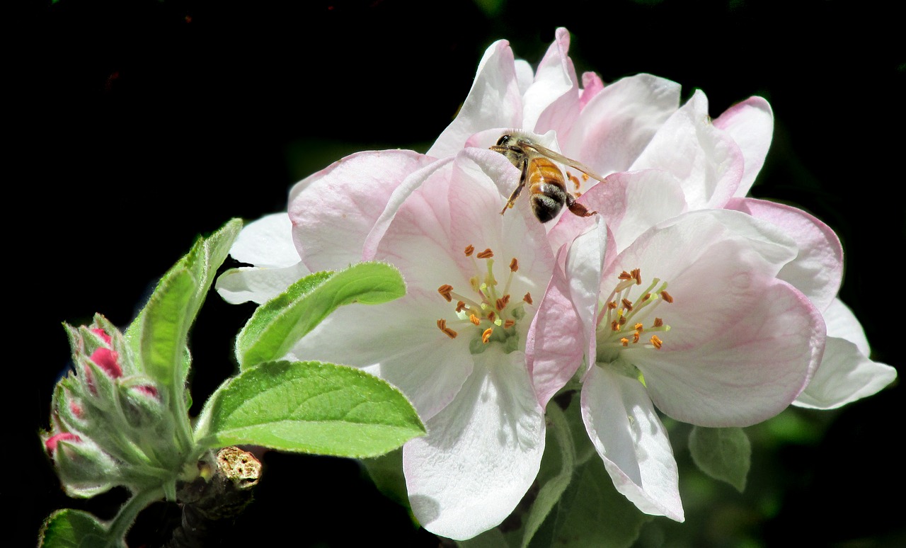 bee on apple tree blossom free photo