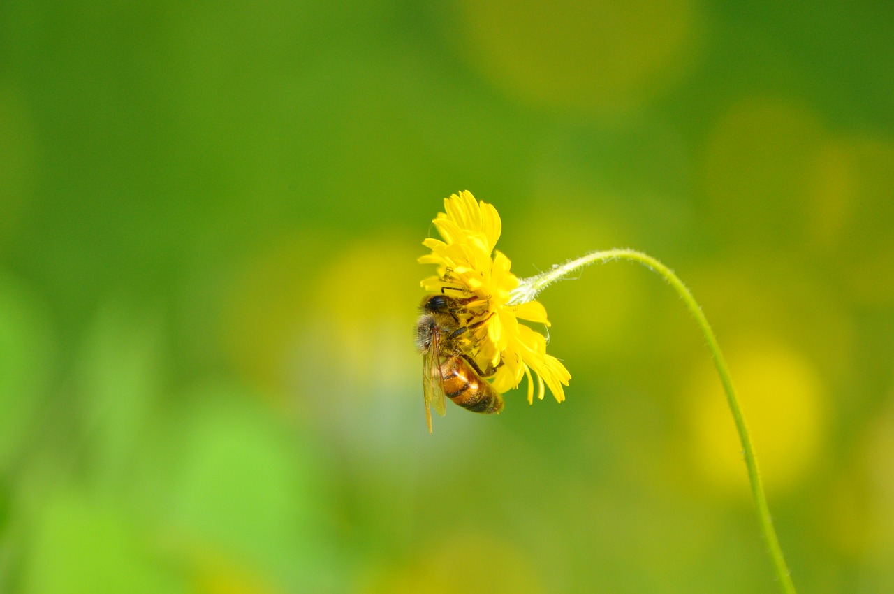 bee flower daisy free photo