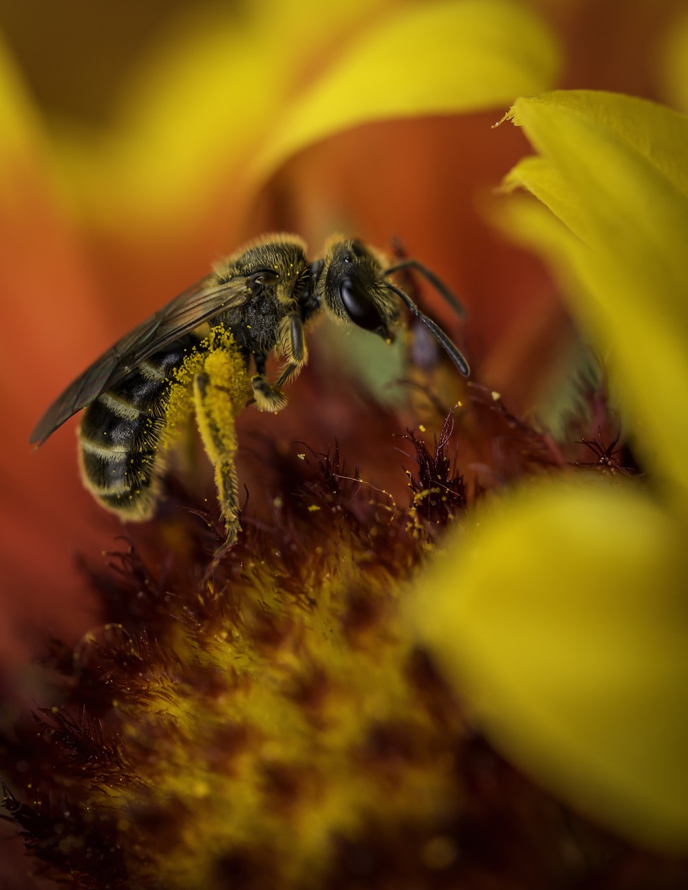 bee nature flower free photo
