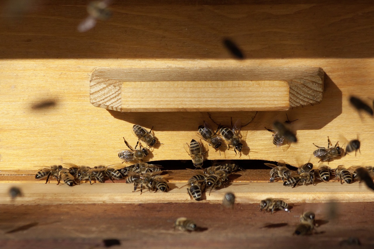 bee beehive honey bees free photo