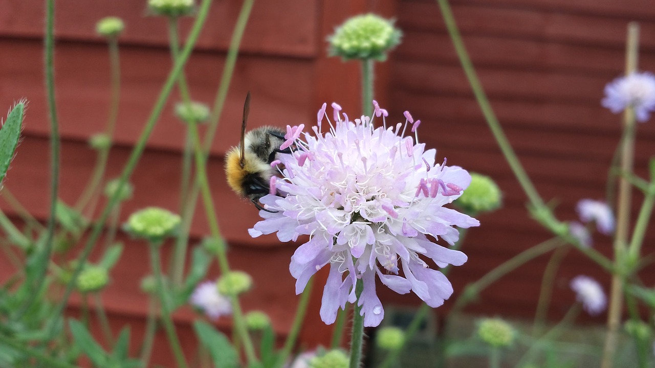 bee garden plant free photo