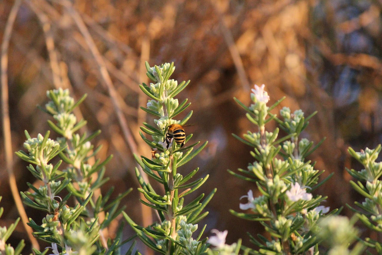 bee rosemary leaves free photo