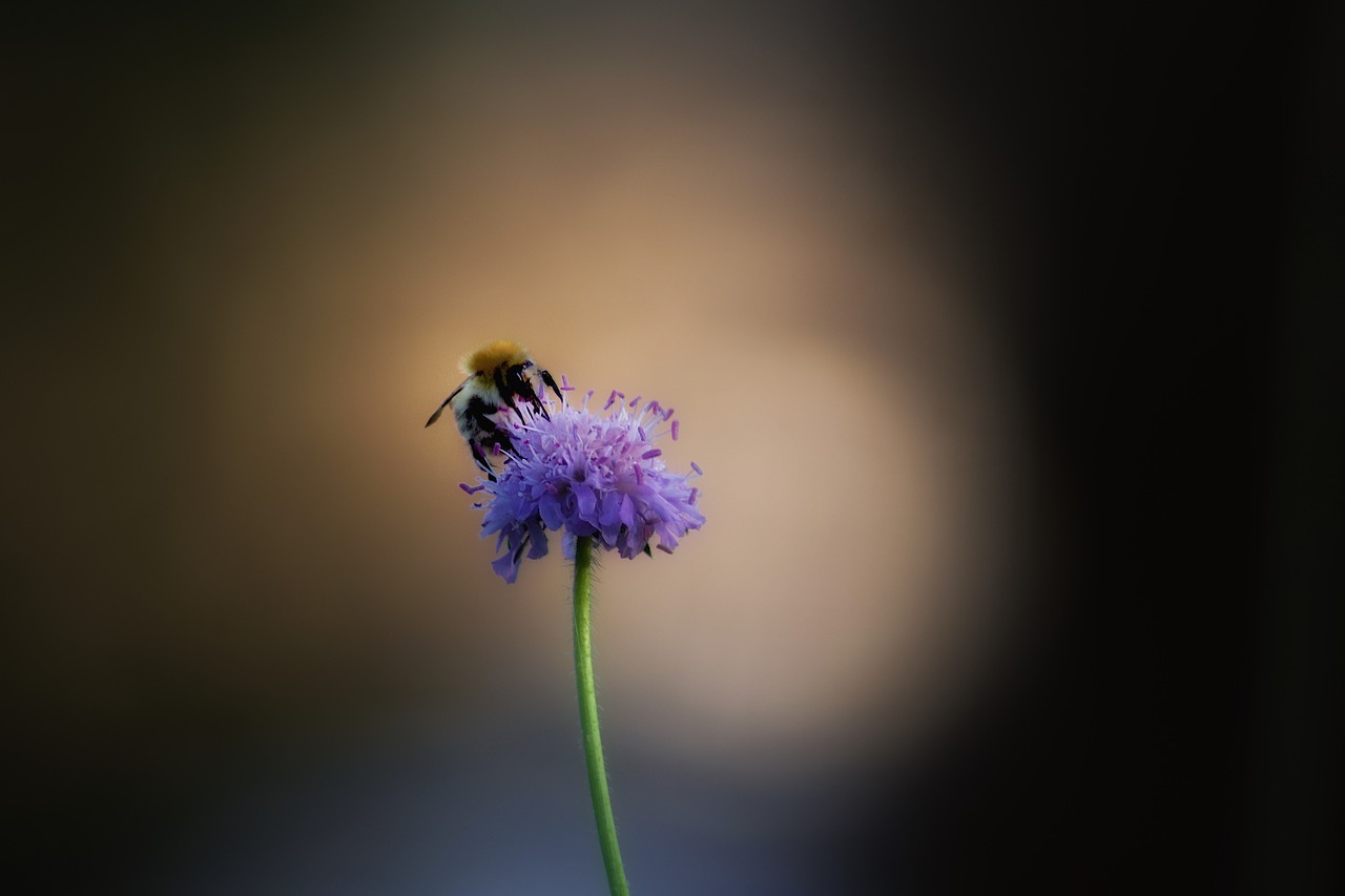 bee flower insect free photo