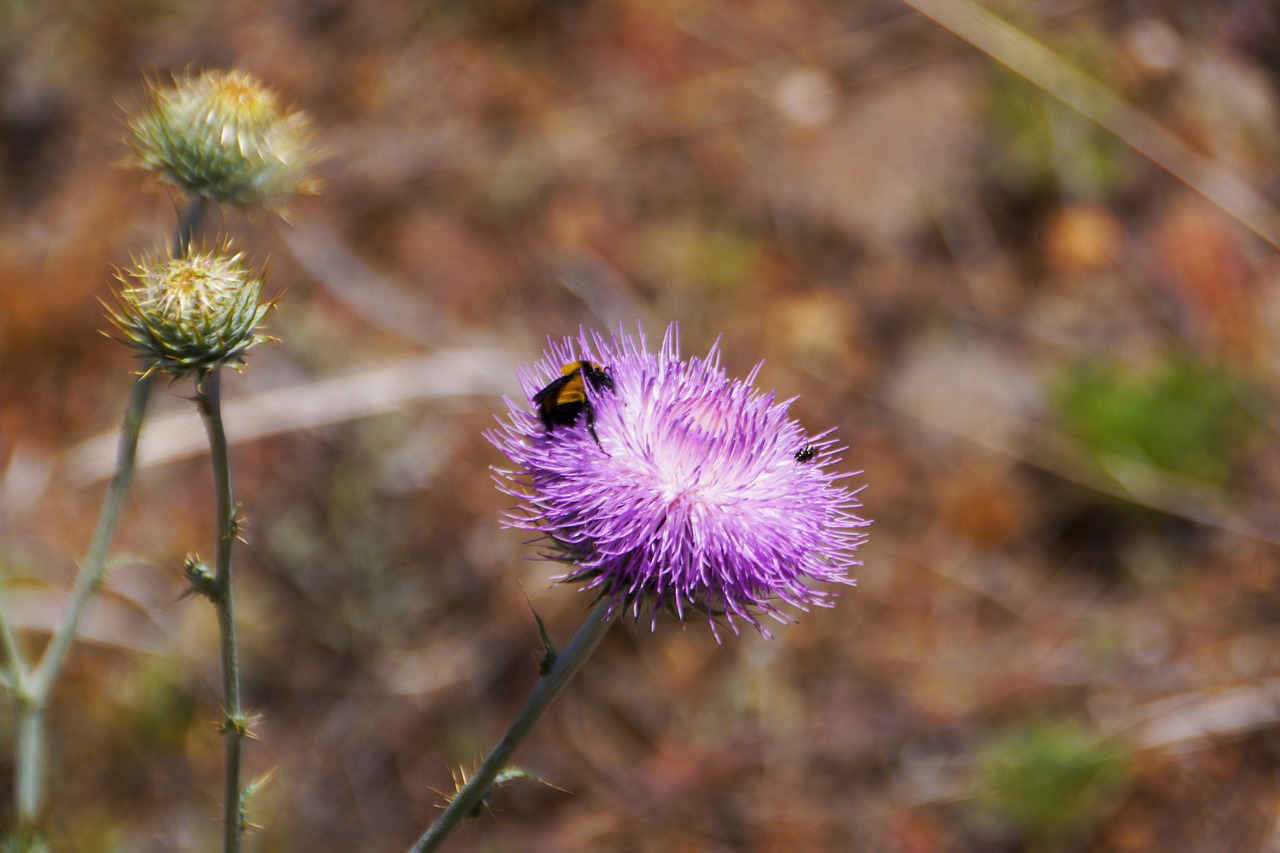 bee flower outdoor free photo