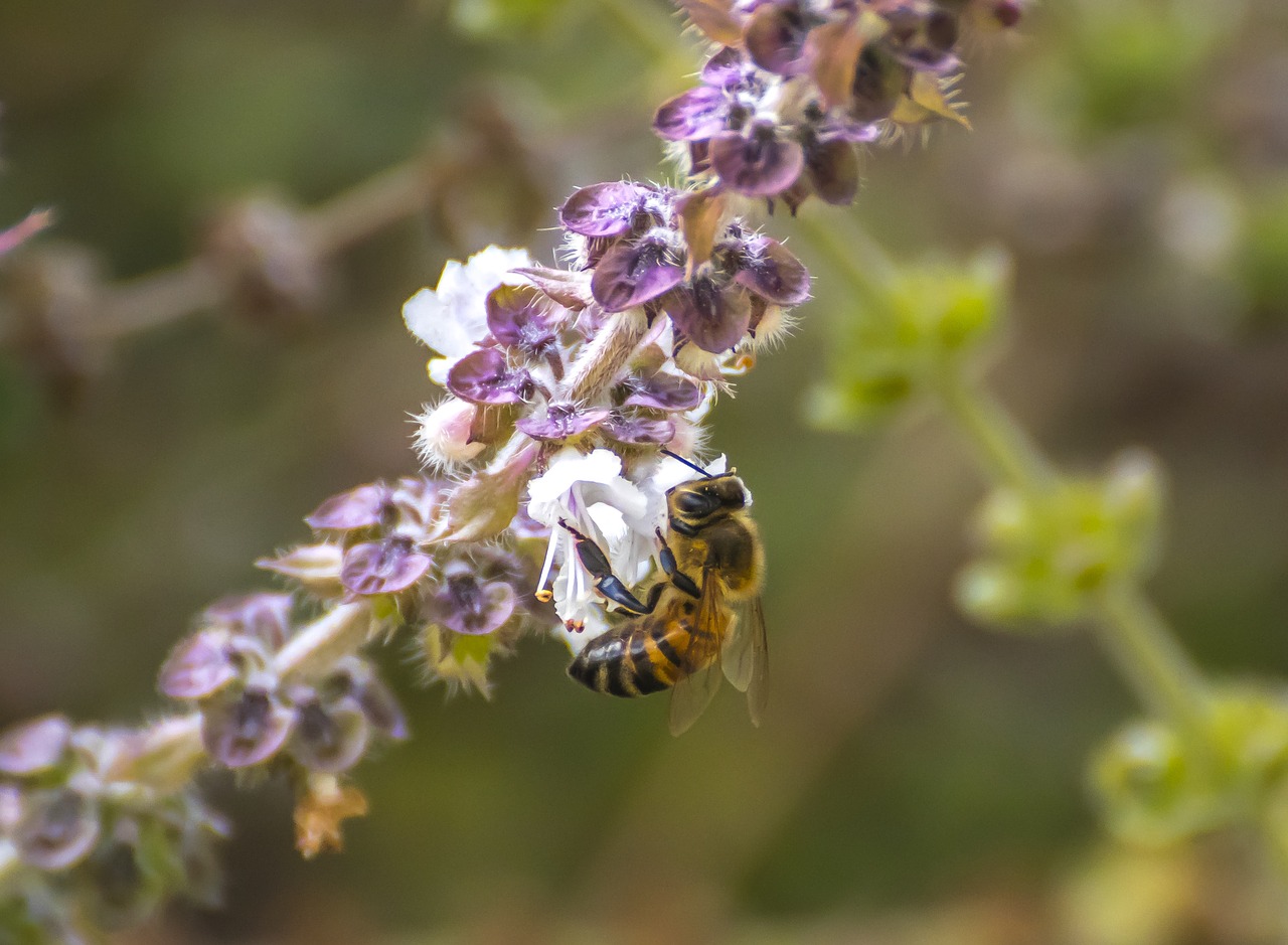 bee flowers nature free photo