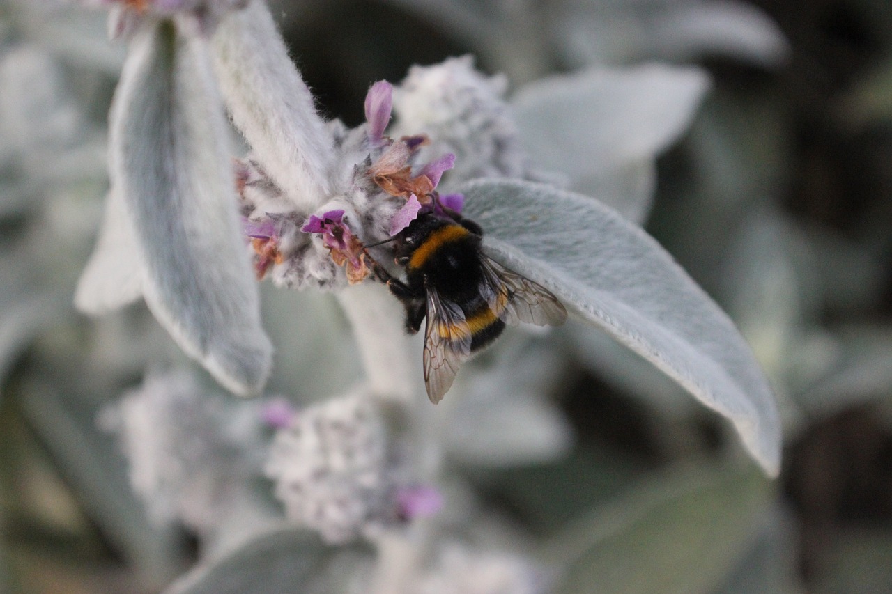 bee flower grey free photo