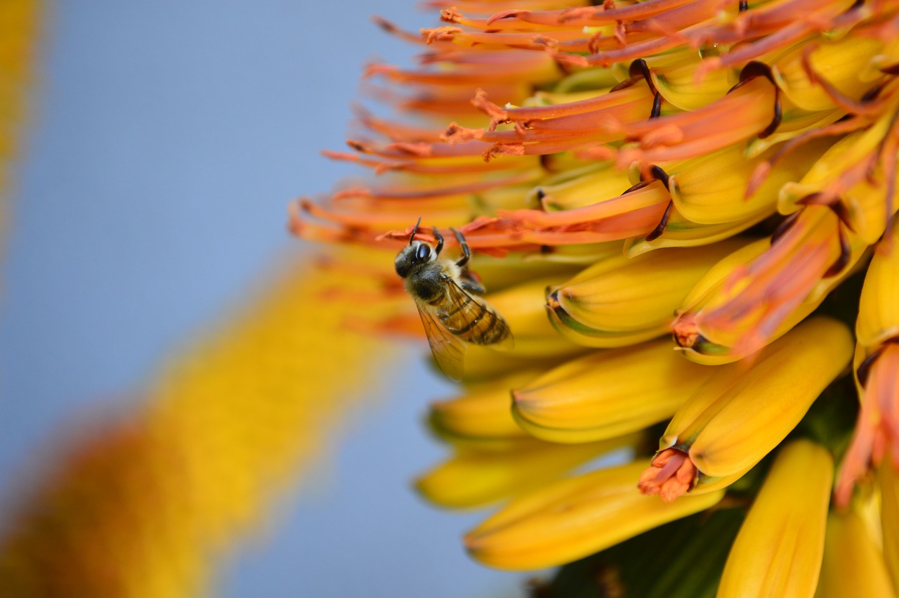 bee flower yellow free photo