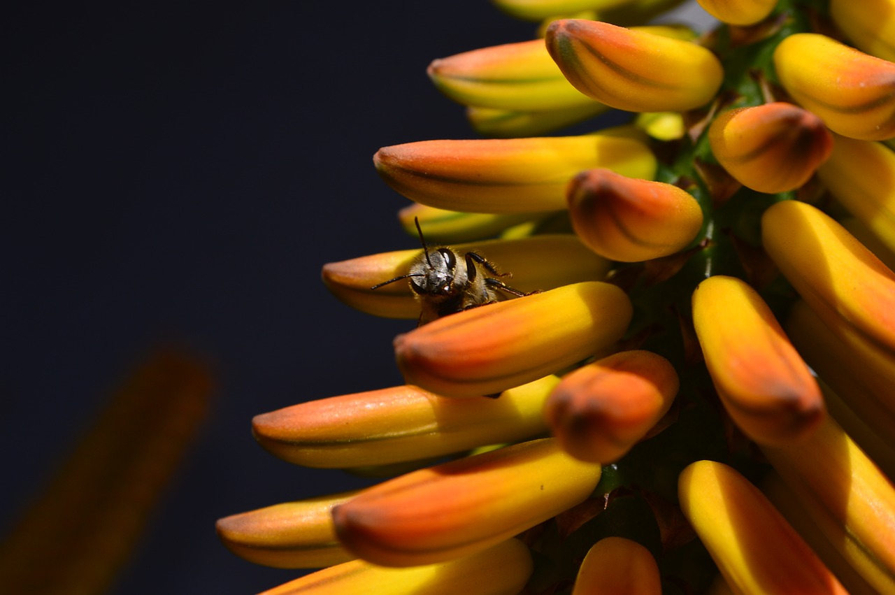 bee flower yellow free photo