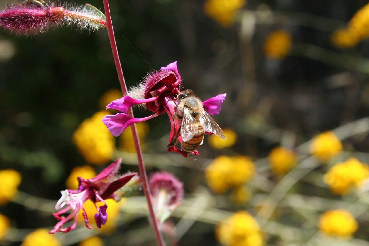 bee flower purple free photo