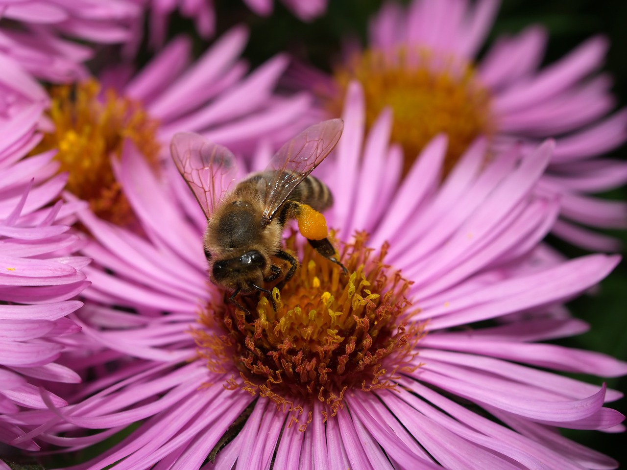 bee insect honey free photo