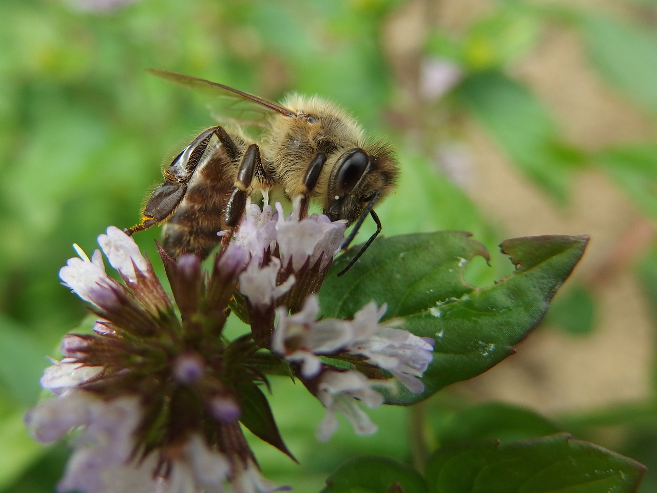 bee mint insect free photo