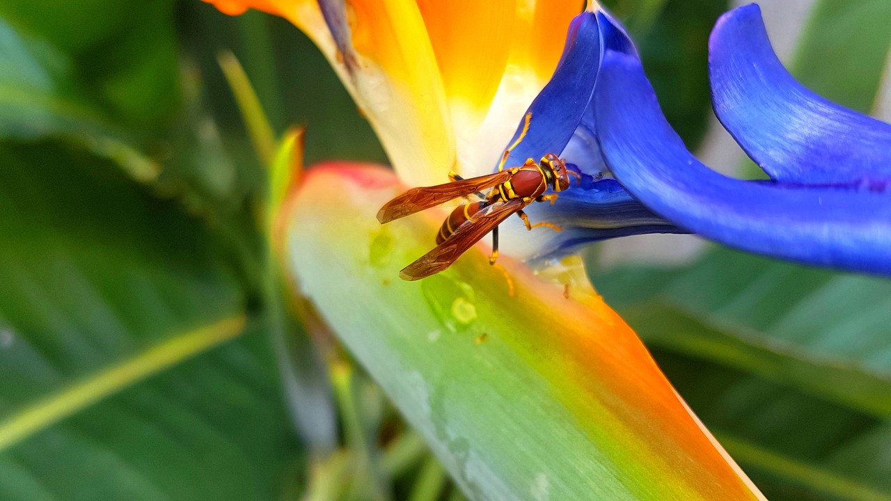 bee flower nature free photo