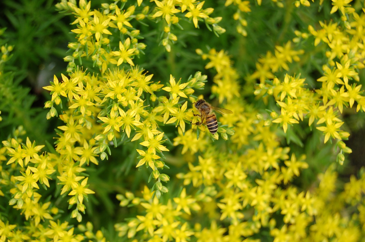 bee flower insect free photo