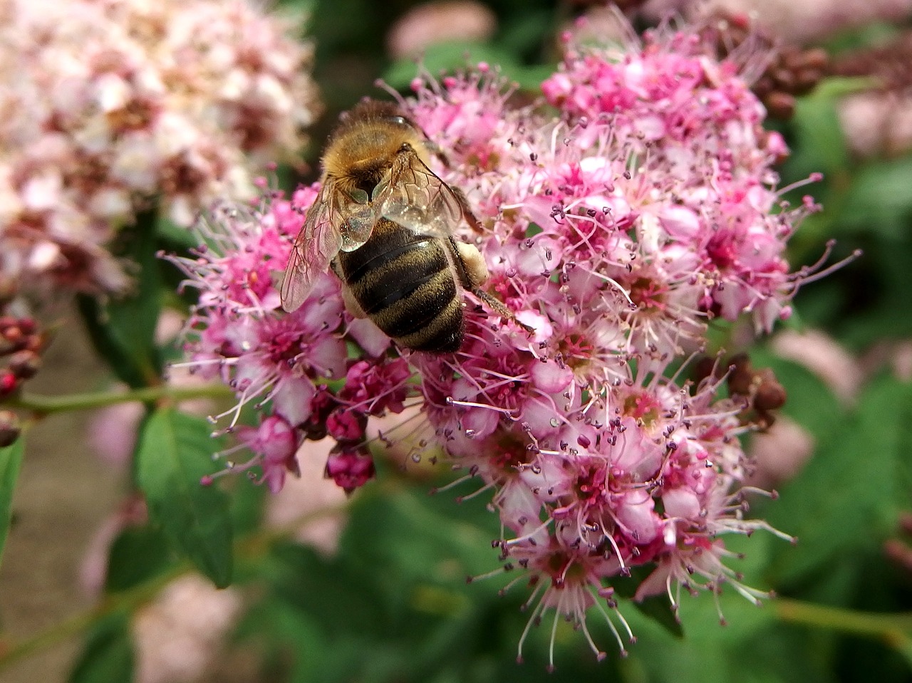 bee pink bush free photo