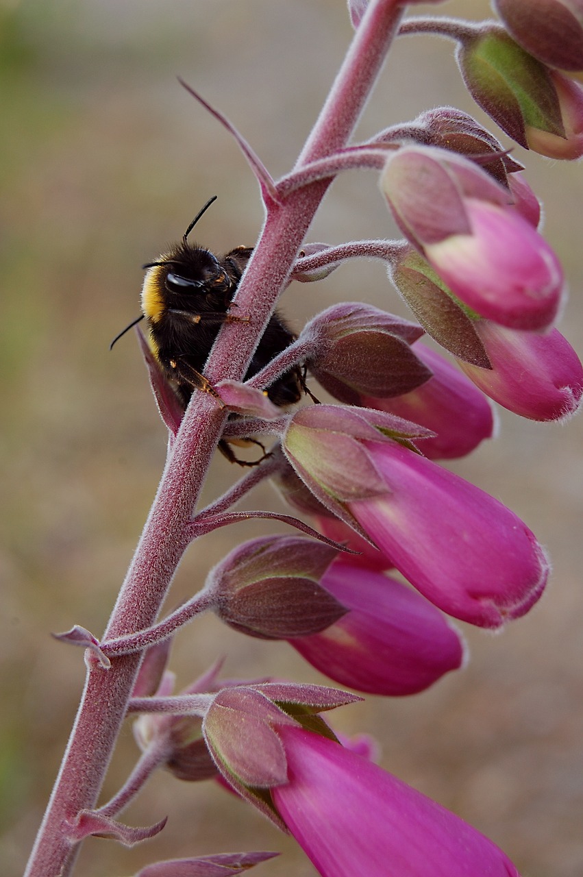 bee stem foxglove free photo