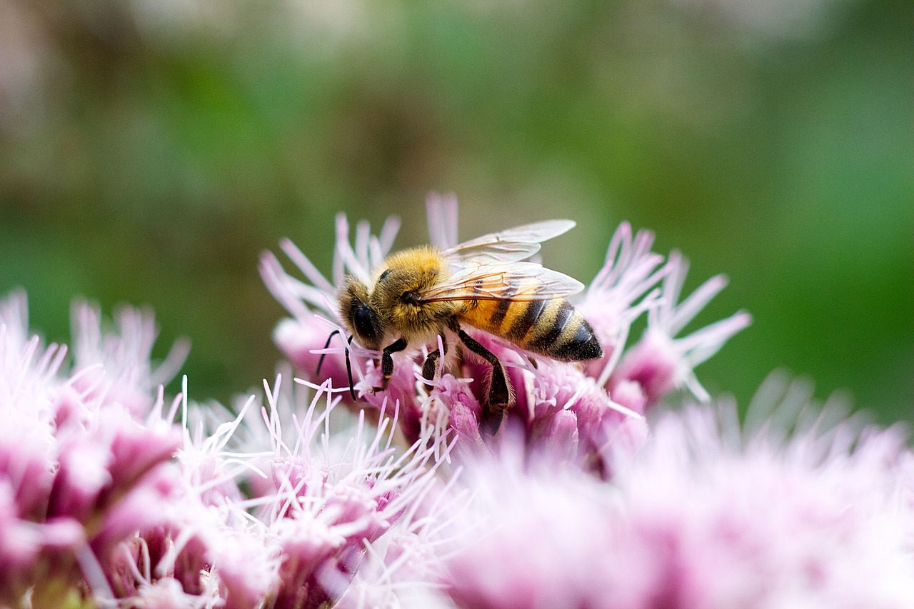 bee blossom bloom free photo