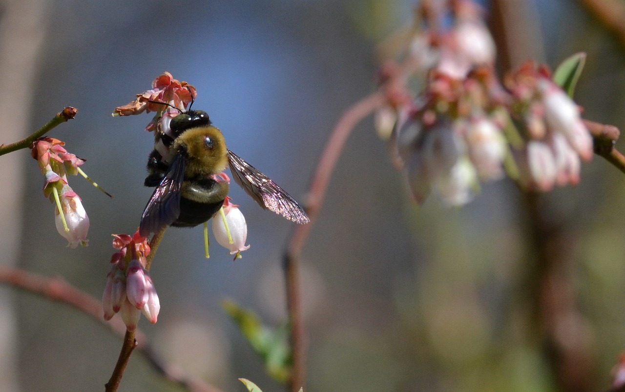 bee blueberry pollinator free photo