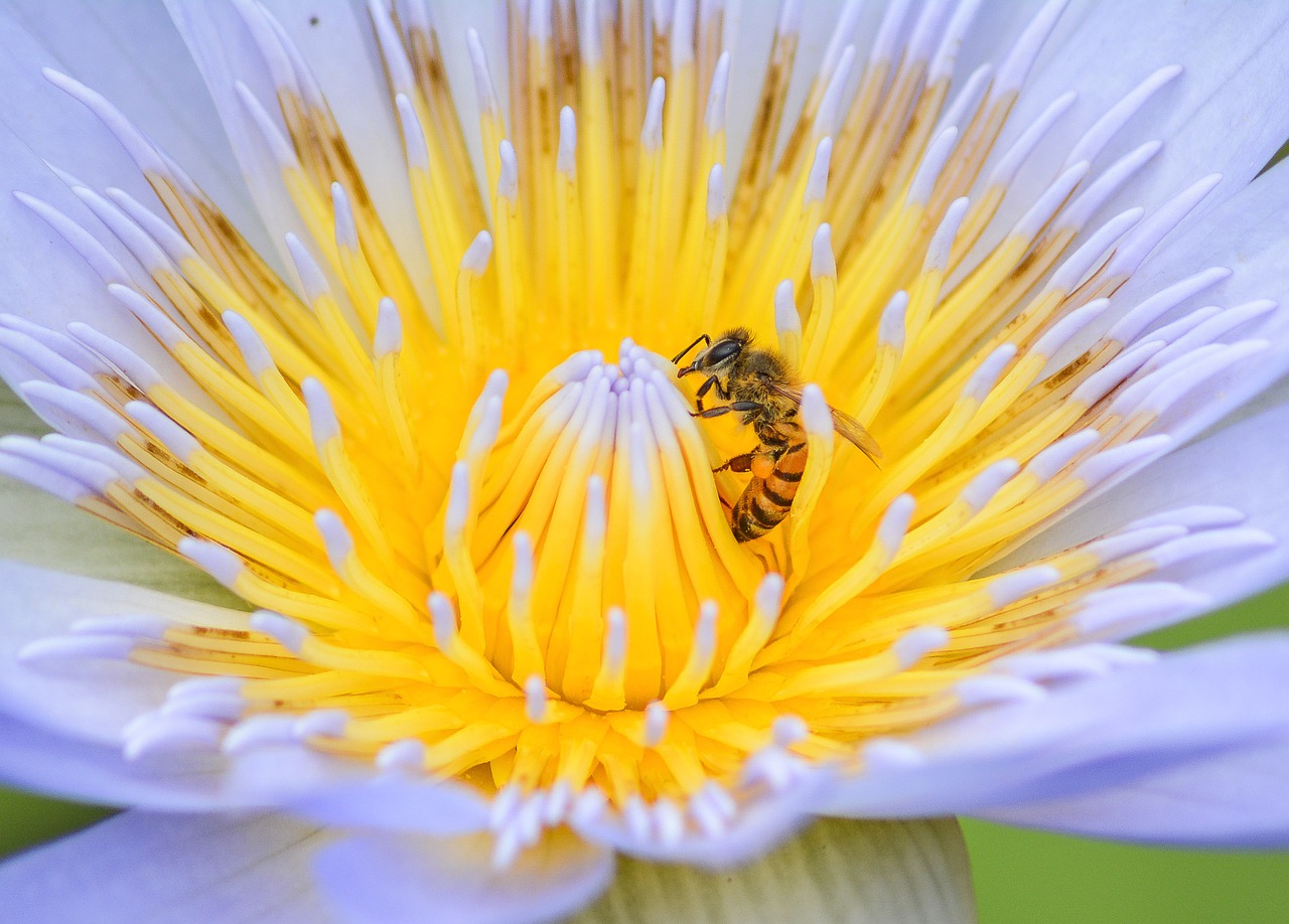 bee flower nature free photo