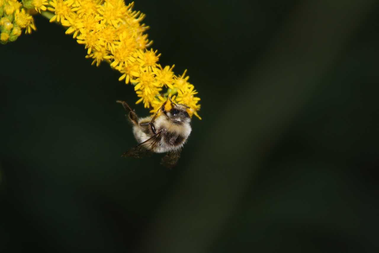bee honey bee flower free photo