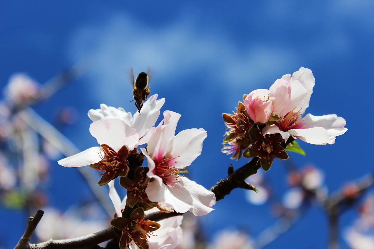 bee spring macro free photo