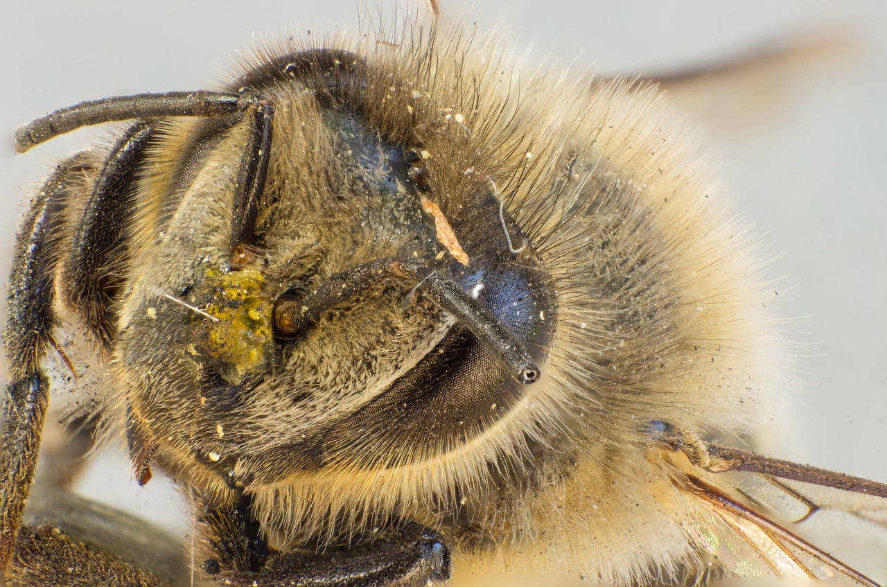 bee wild bee pollen free photo