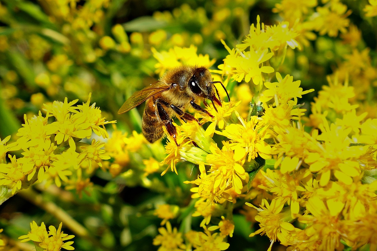 bee honeybee insect free photo