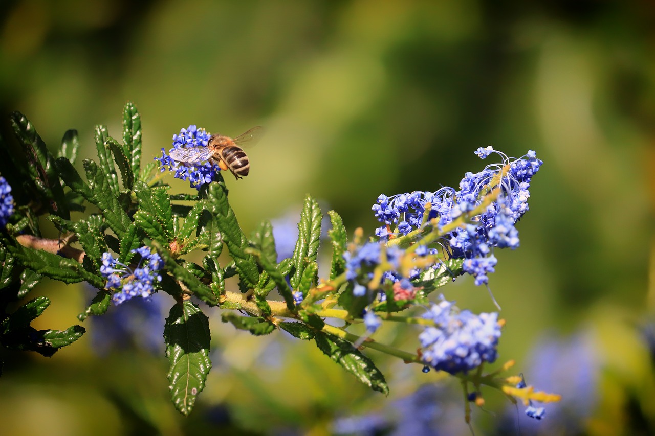 bee flower nature free photo