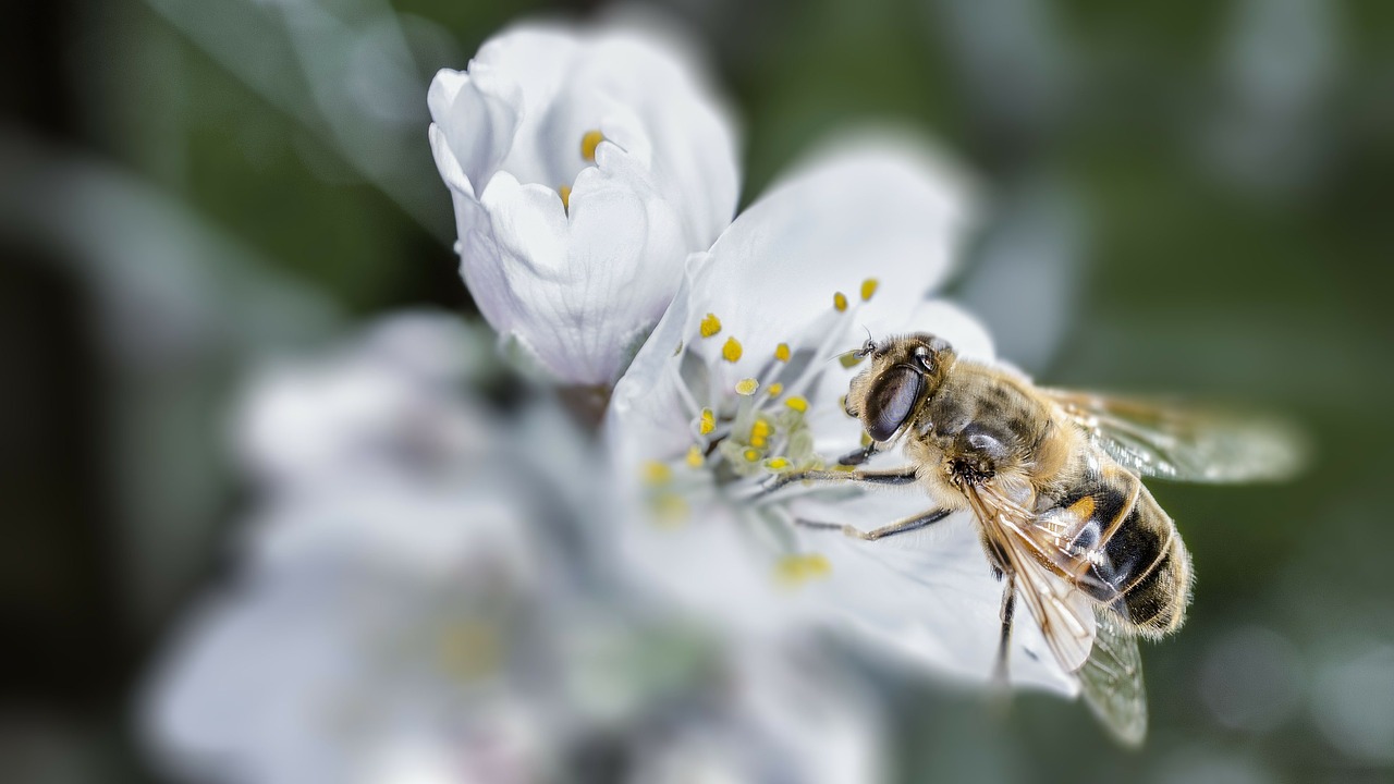 bee macro spring free photo