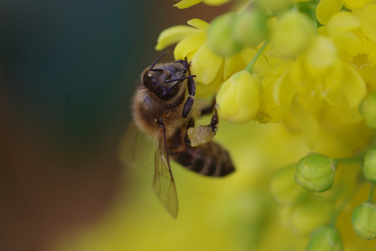 bee blossom bloom free photo