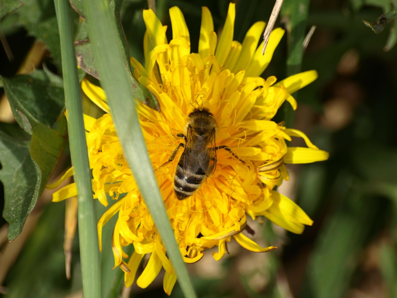 bee honey bee flower free photo