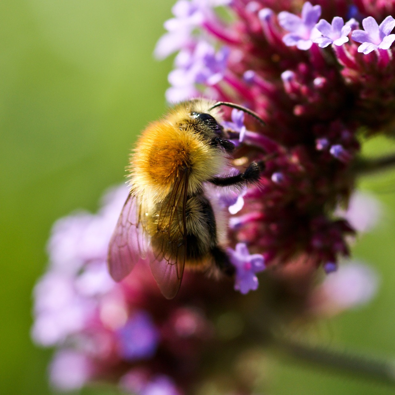 bee flower nature free photo