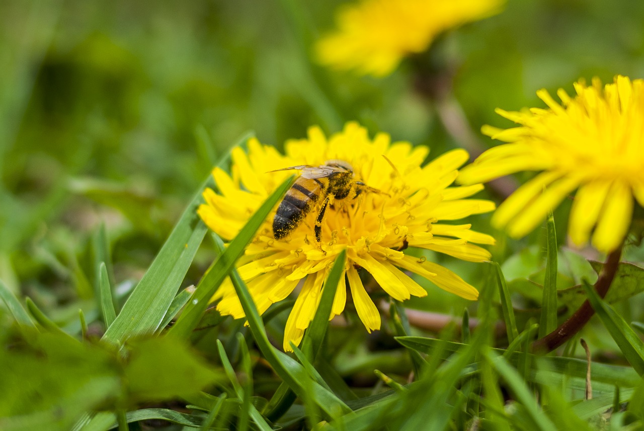 bee nature flower free photo