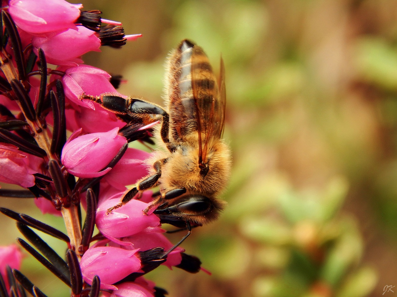 bee macro spring free photo