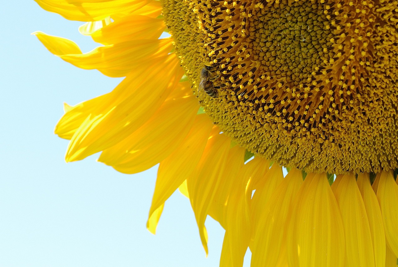 bee sunflower plant free photo