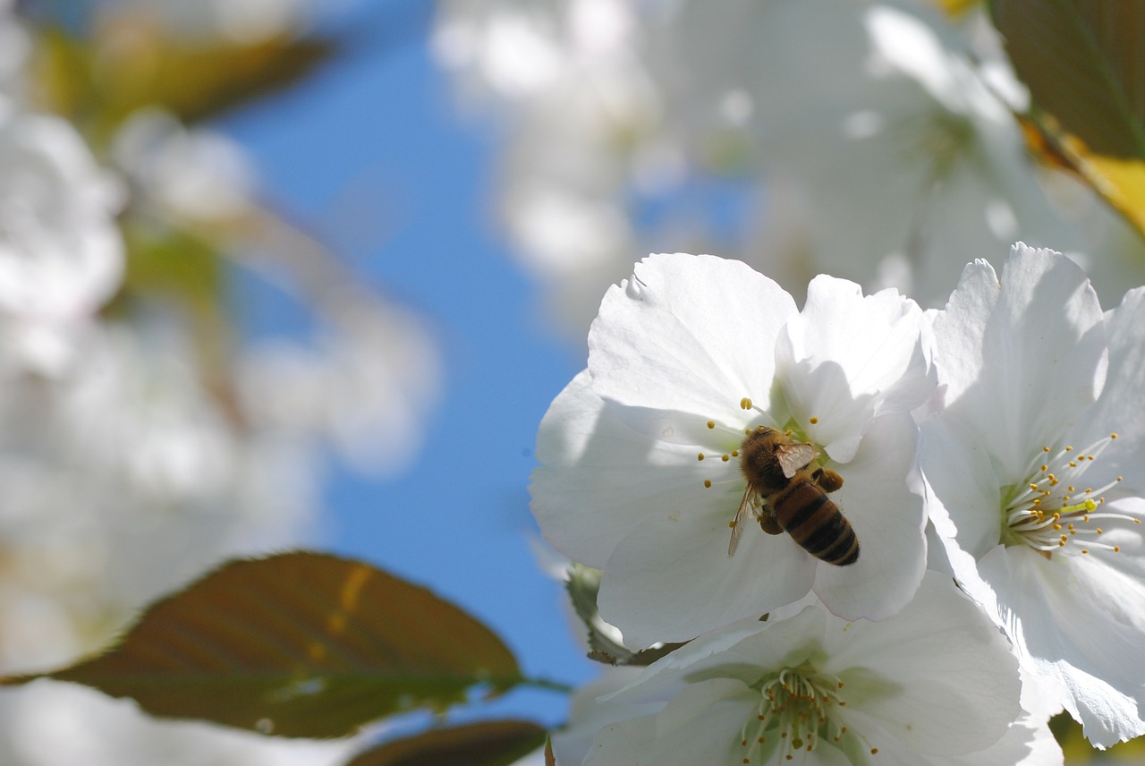 bee cherry blossom honey bee free photo