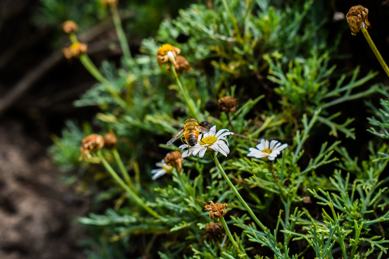 bee nature flower free photo