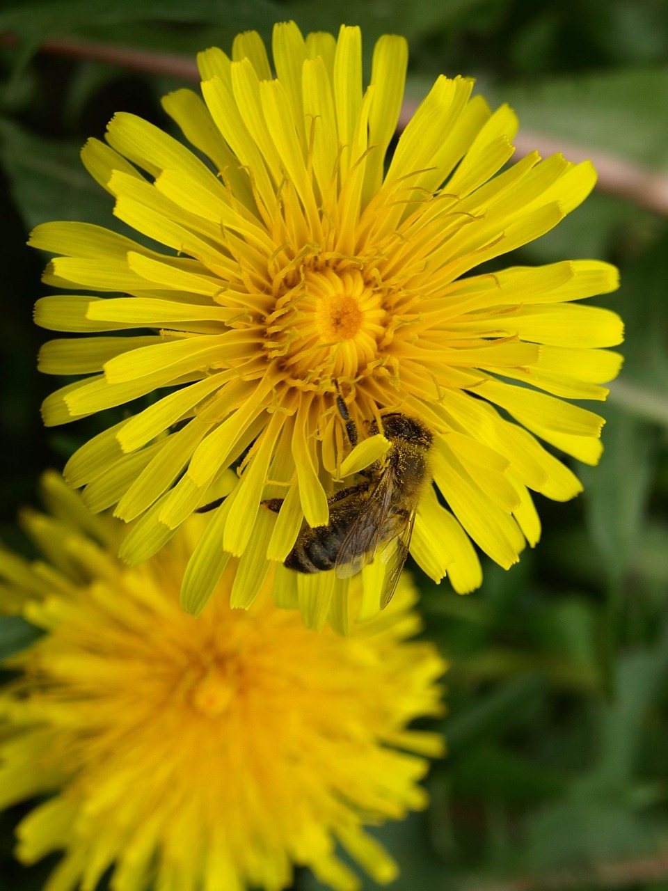 bee pollen nectar free photo