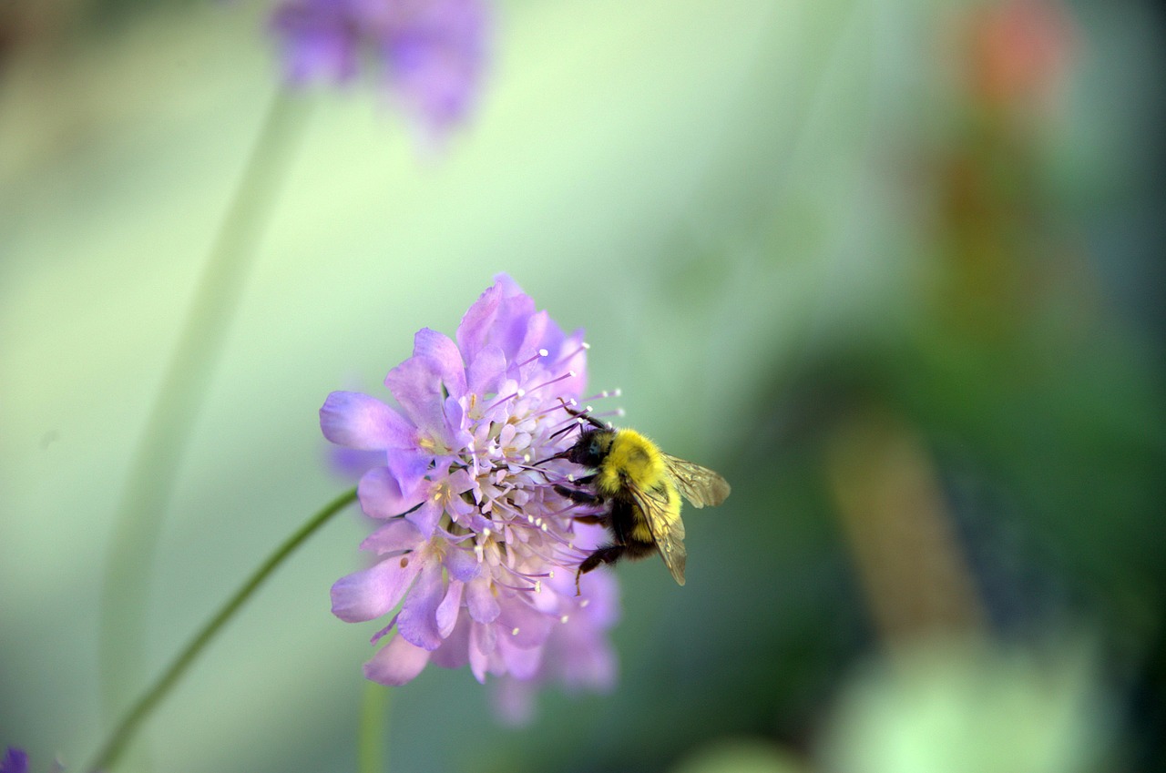 bee flower barnsdale gardens free photo