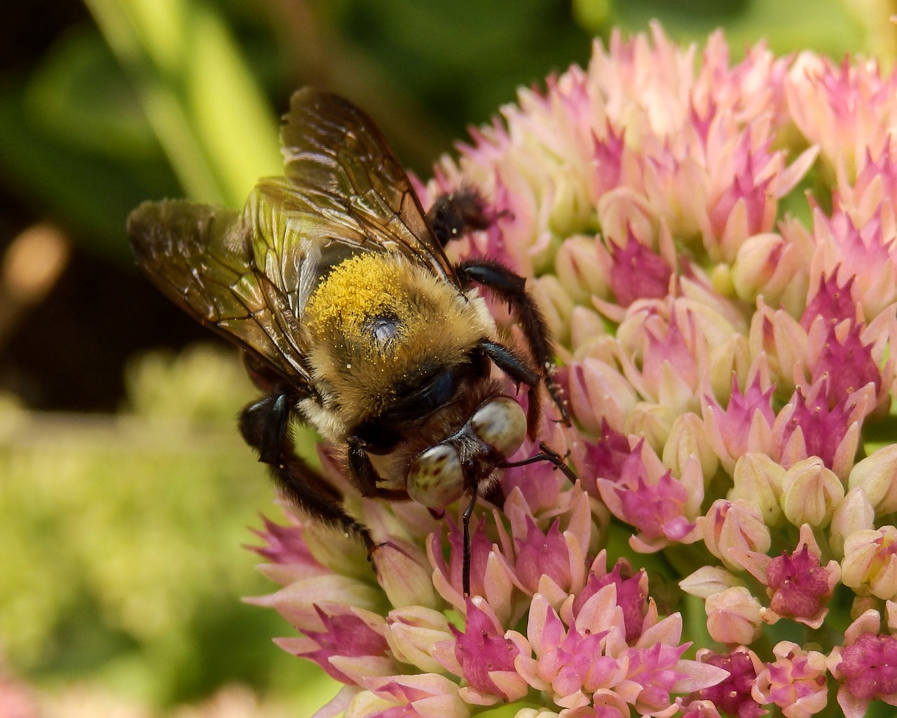 bee insect nature free photo