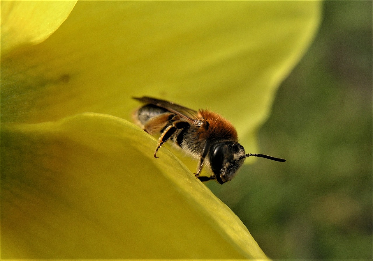 bee nature insect free photo