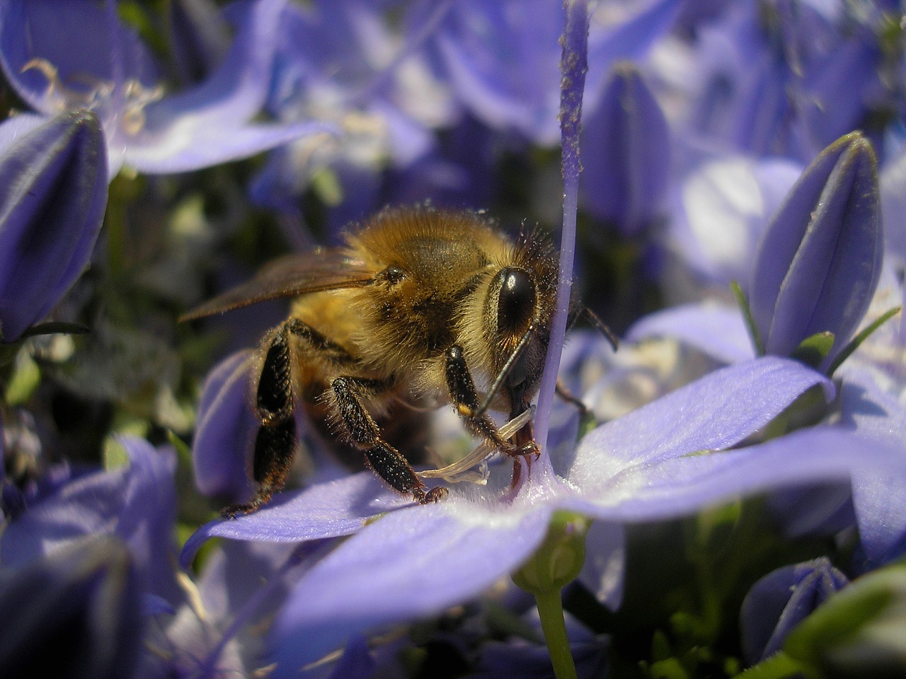 bee garden macro free photo