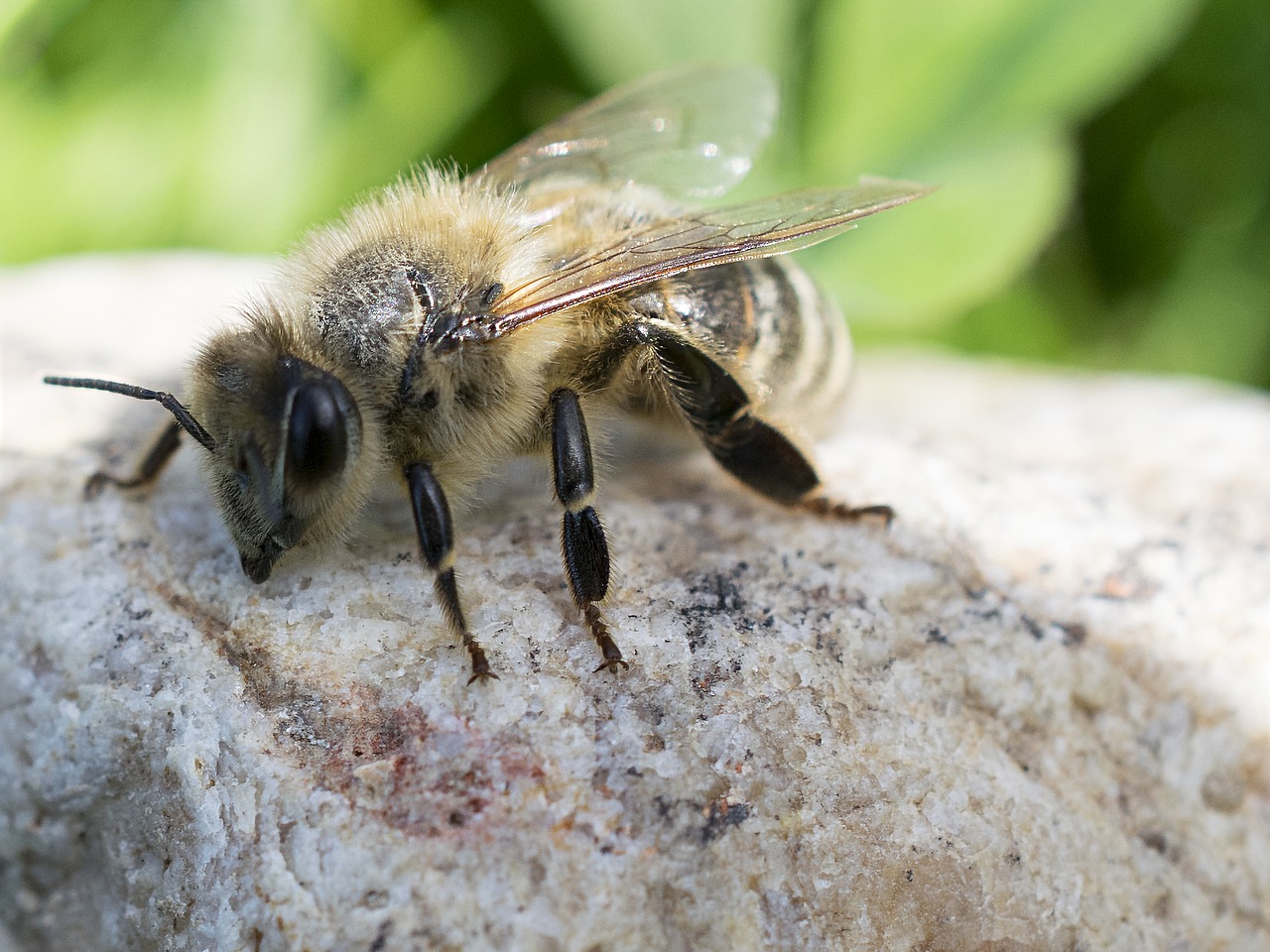 bee macro macro photography free photo